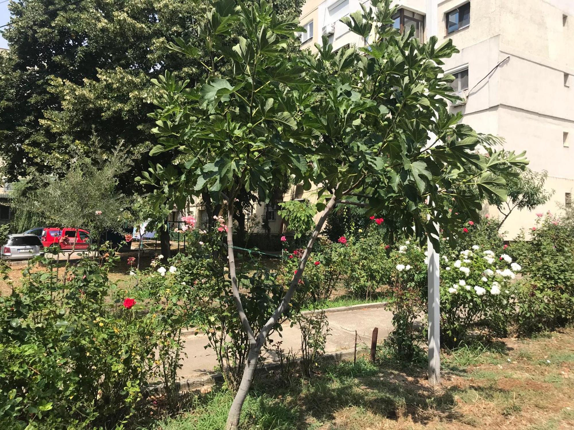 Apartament Langa Plaja Diana Μανγκάλια Εξωτερικό φωτογραφία